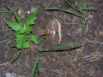 Agaricus arvensis?